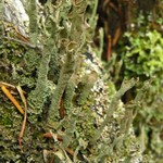 Cladonia cenotea