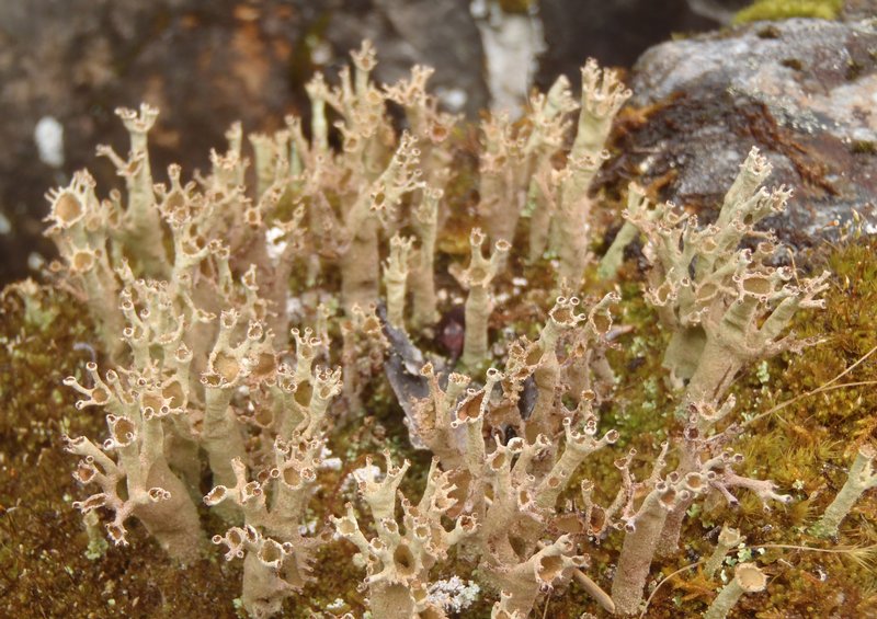 Cladonia cenotea