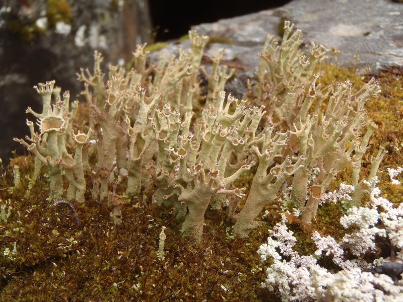 Cladonia cenotea