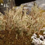 Cladonia cenotea