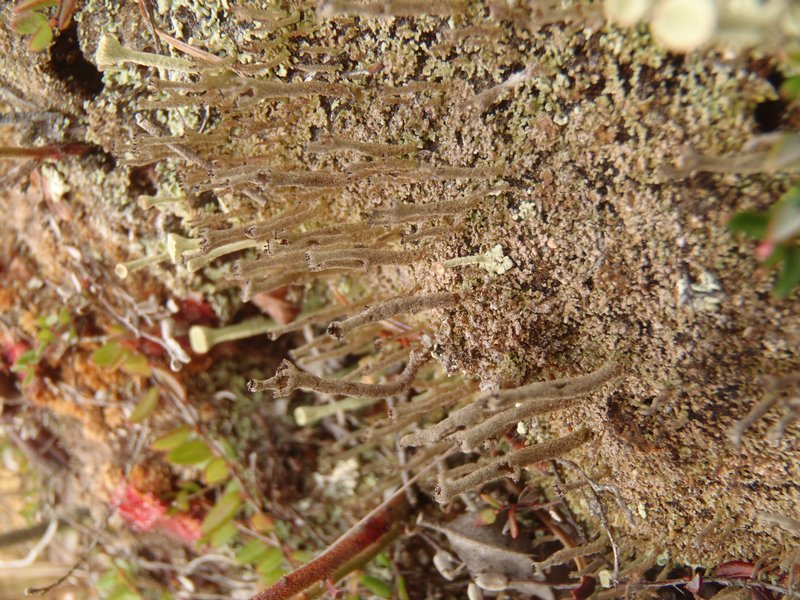 Cladonia cenotea