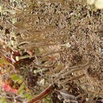 Cladonia cenotea