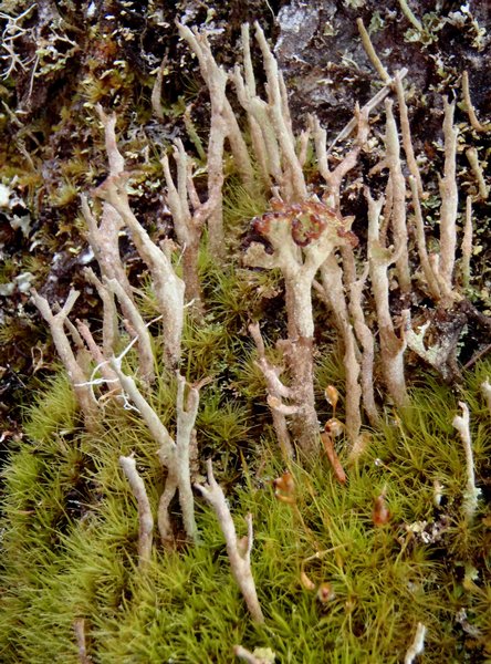 Cladonia cenotea