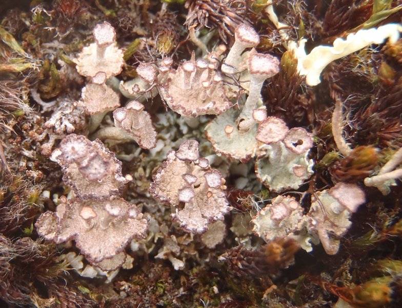 Cladonia cervicornis