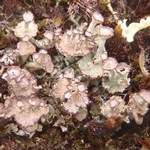 Cladonia cervicornis