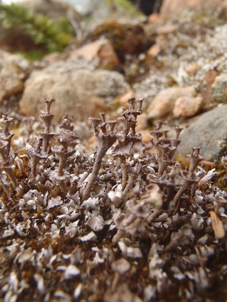 Cladonia cervicornis
