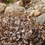 Cladonia cervicornis