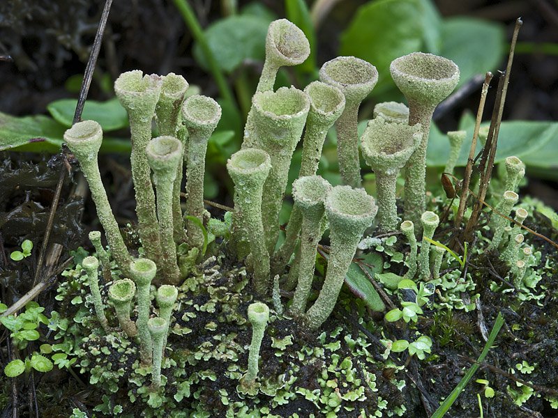 Cladonia chlorophaea