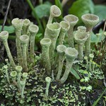 Cladonia chlorophaea