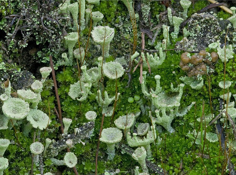 Cladonia chlorophaea
