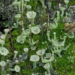 Cladonia chlorophaea