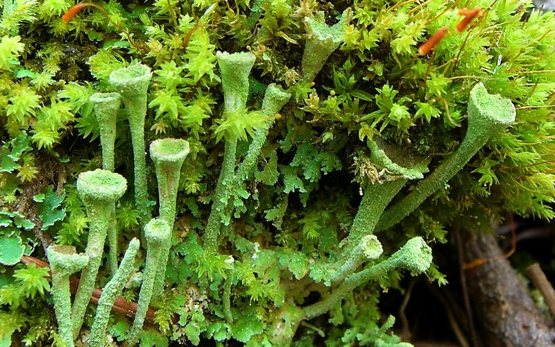 Cladonia chlorophaea