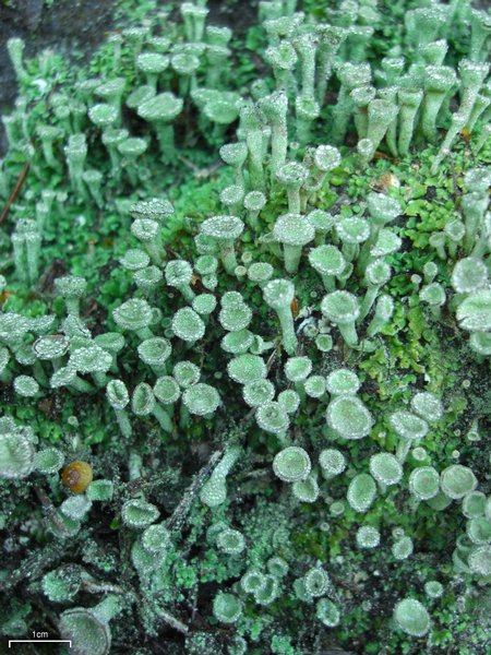 Cladonia chlorophaea