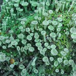 Cladonia chlorophaea