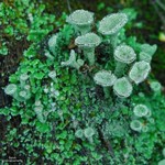 Cladonia chlorophaea