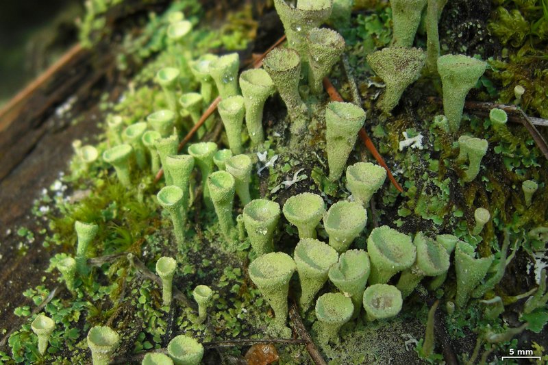 Cladonia chlorophaea