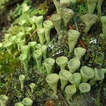 Cladonia chlorophaea