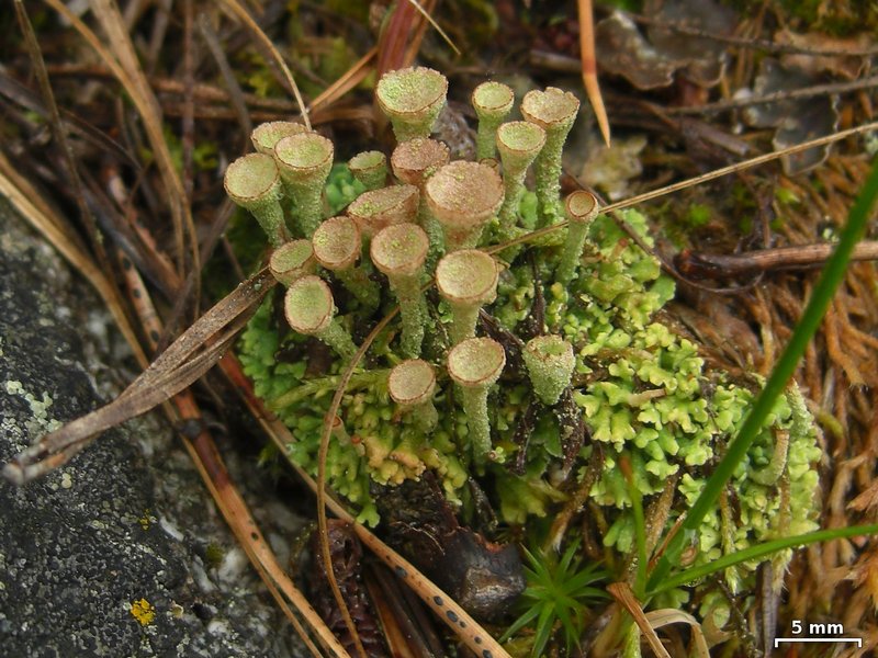 Cladonia chlorophaea