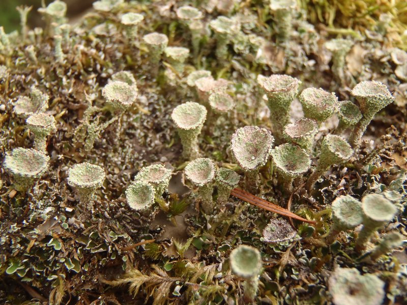 Cladonia chlorophaea