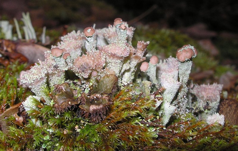 Cladonia chlorophaea
