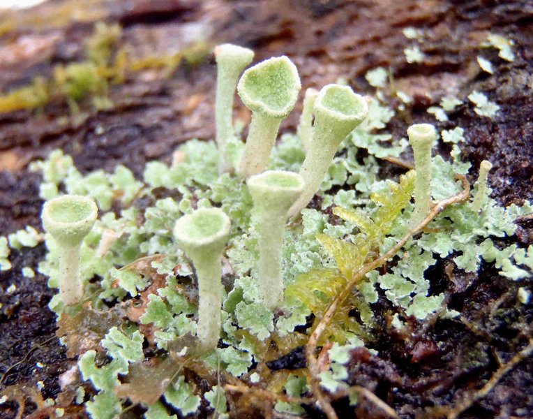 Cladonia chlorophaea