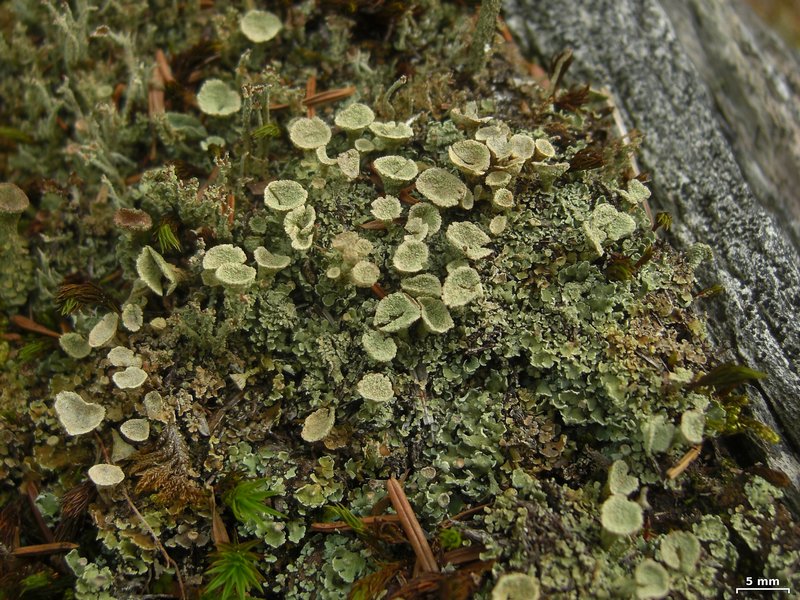 Cladonia coccifera
