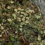 Cladonia coccifera