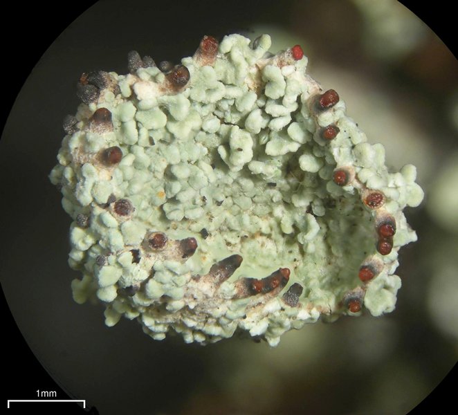 Cladonia coccifera