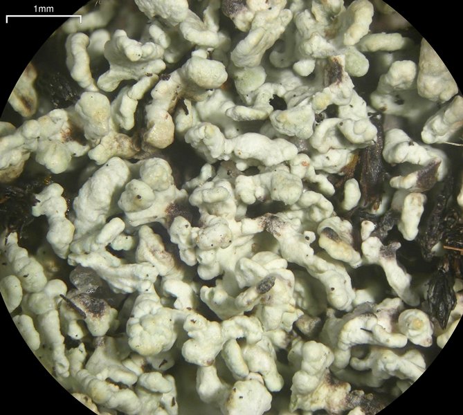 Cladonia coccifera