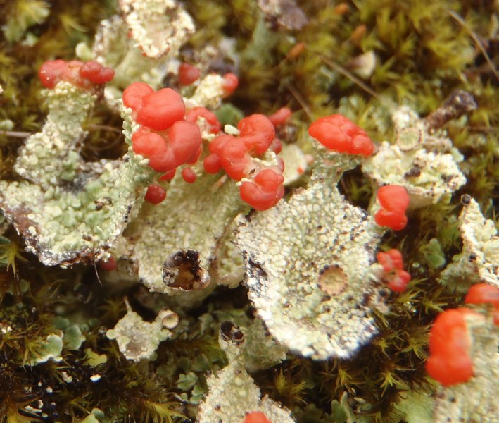 Cladonia coccifera