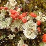 Cladonia coccifera