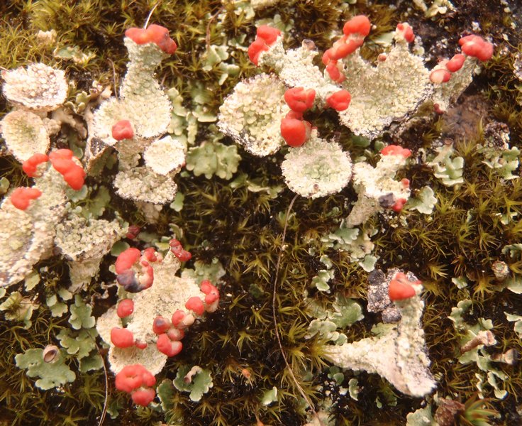 Cladonia coccifera