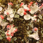 Cladonia coccifera