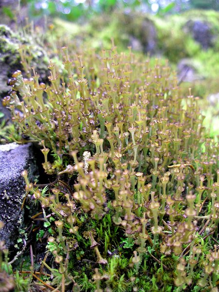 Cladonia concinna