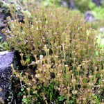 Cladonia concinna