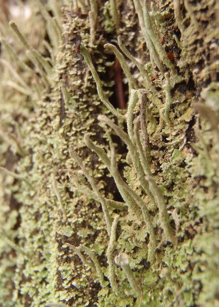 Cladonia coniocraea