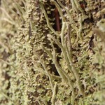 Cladonia coniocraea