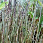 Cladonia cornuta ssp. cornuta