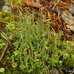 Cladonia cornuta ssp. cornuta