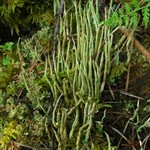 Cladonia cornuta ssp. cornuta