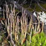 Cladonia cornuta ssp. cornuta