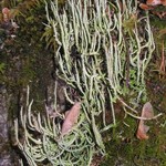 Cladonia cornuta ssp. cornuta