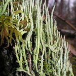 Cladonia cornuta ssp. cornuta