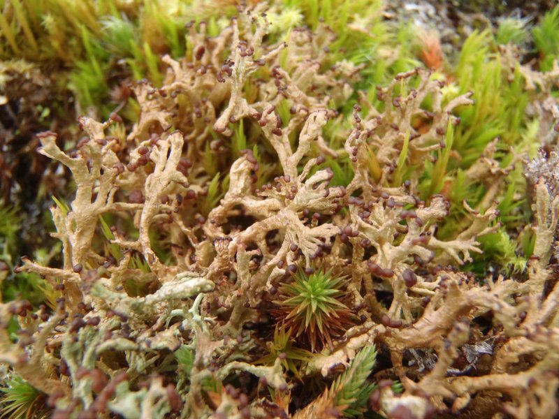 Cladonia crispata var. cetrariiformis