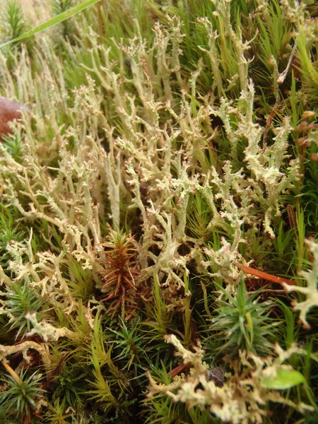 Cladonia crispata var. cetrariiformis
