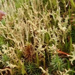 Cladonia crispata var. cetrariiformis