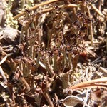 Cladonia crispata var. crispata
