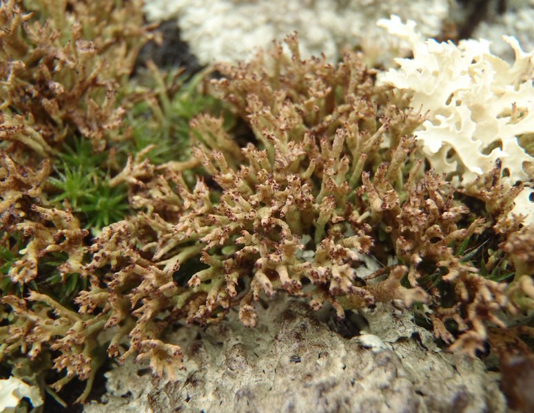 Cladonia crispata var. crispata