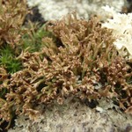 Cladonia crispata var. crispata