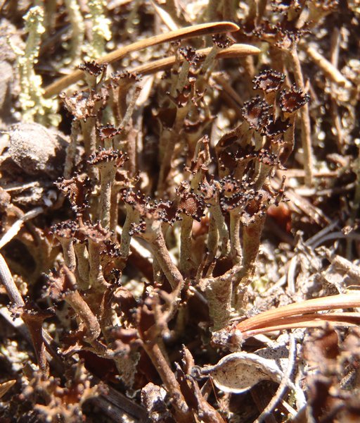 Cladonia crispata
